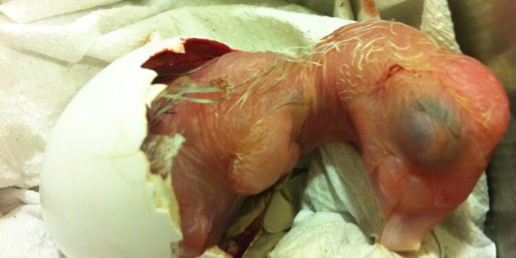 Comment savoir si les œufs vont éclore ?