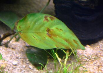 Comment savoir si les plantes d'aquarium sont en bonne santé ?