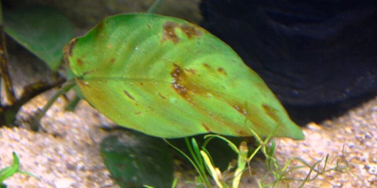 Comment savoir si les plantes d'aquarium sont en bonne santé ?