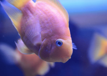 Comment savoir si les poissons ont faim ?