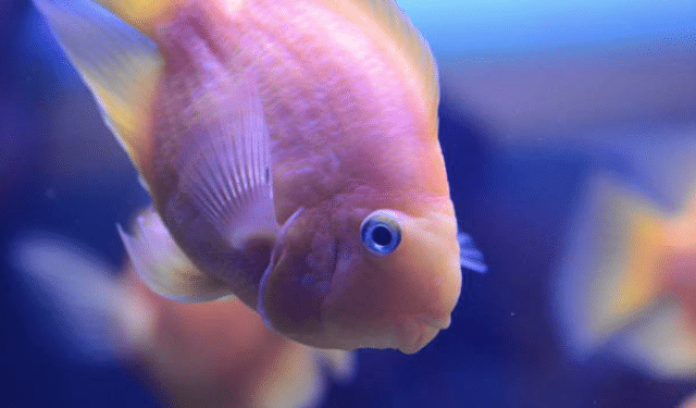 Comment savoir si les poissons ont faim ?