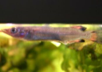 Comment savoir si les poissons sont heureux ?