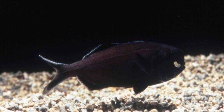 Comment savoir si les poissons sont heureux ?