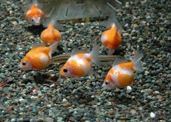 Comment savoir si les poissons sont heureux ?
