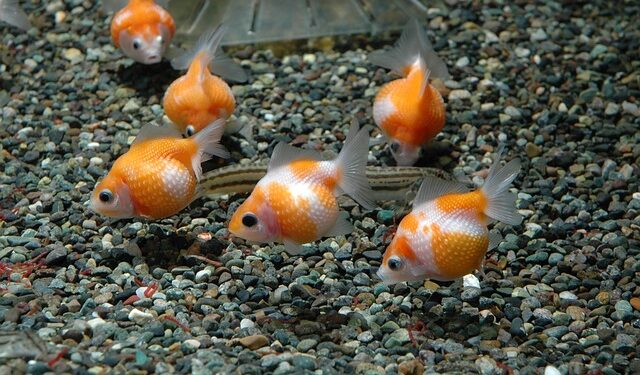 Comment savoir si les poissons sont heureux ?