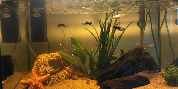 Comment savoir si les poissons sont heureux ?