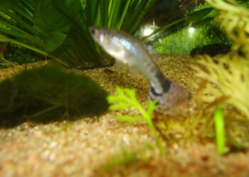 Comment savoir si les poissons sont heureux ?