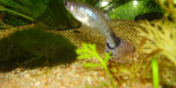 Comment savoir si les poissons sont heureux ?