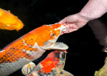 Comment savoir si les poissons sont heureux ?