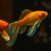 Comment savoir si les poissons sont heureux ?