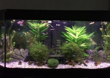 Comment savoir si les poissons sont heureux ?