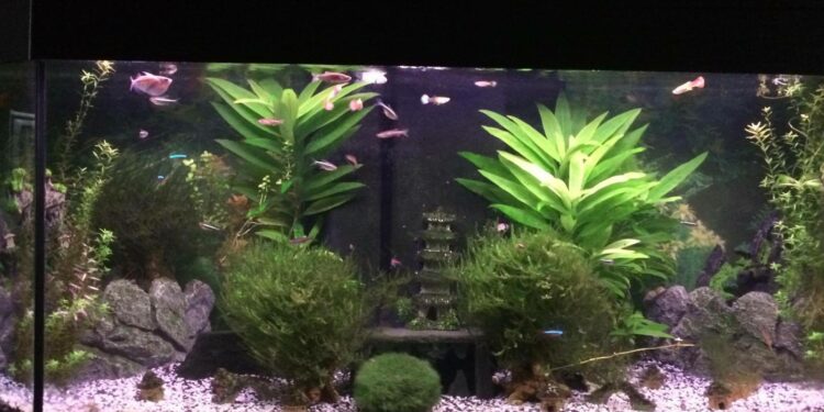 Comment savoir si les poissons sont heureux ?