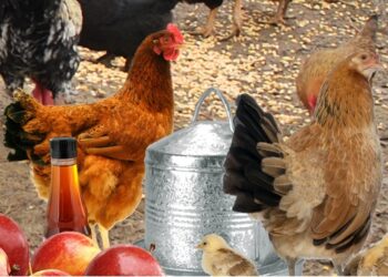 Comment savoir si les poules ont des vers ?