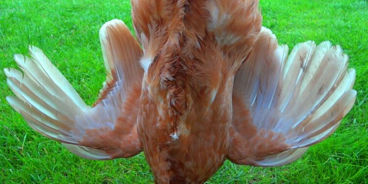 Comment savoir si les poules ont des vers ?