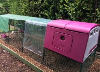 Comment savoir si les poules ont froid ?