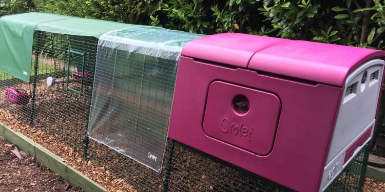 Comment savoir si les poules ont froid ?