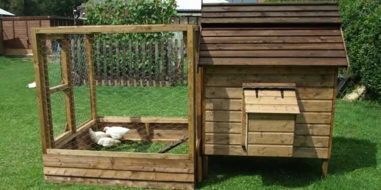 Comment savoir si les poules ont froid ?