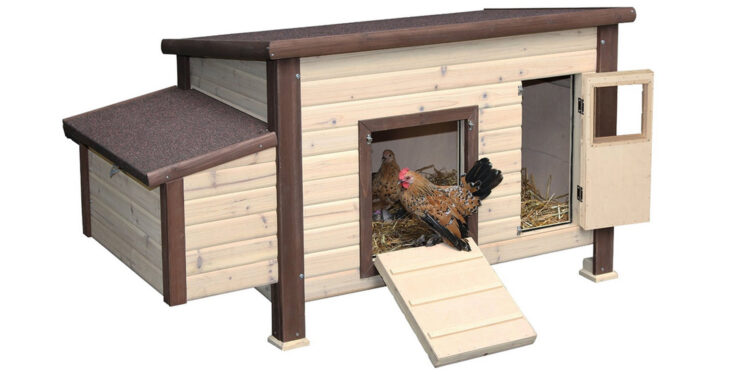 Comment savoir si les poules ont froid ?