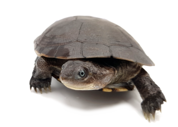 Comment savoir si ma Pelomedusa est morte ?