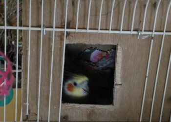 Comment savoir si ma calopsitte est en chaleur ?