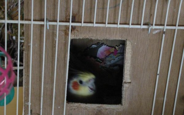 Comment savoir si ma calopsitte est en chaleur ?