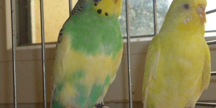 Comment savoir si ma perruche est mâle ou femelle ?