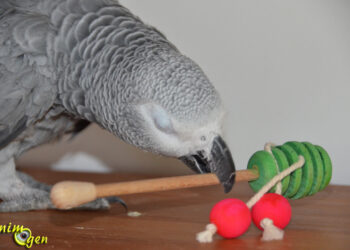 Comment savoir si ma perruche s'ennuie ?