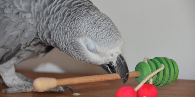 Comment savoir si ma perruche s'ennuie ?