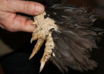 Comment savoir si ma poule à la gale des pattes ?