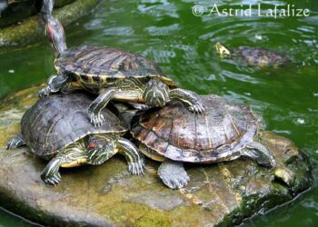 Comment savoir si ma tortue d'eau à froid ?