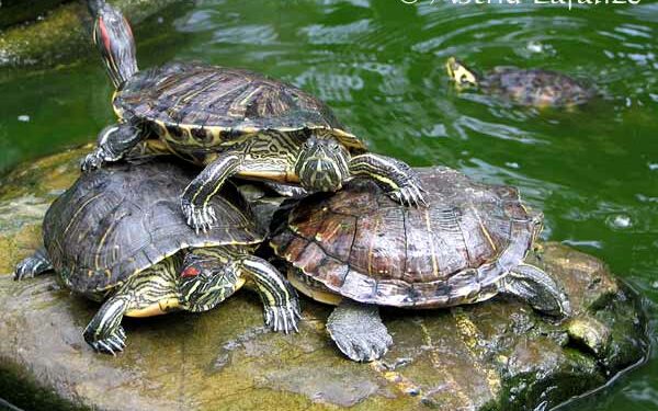 Comment savoir si ma tortue d'eau à froid ?