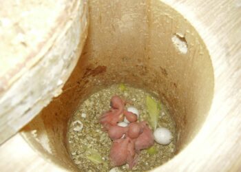 Comment savoir si mes perruche vont s'accoupler ?