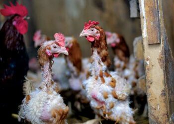 Comment savoir si mes poules ont des parasites ?