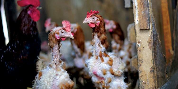 Comment savoir si mes poules ont des parasites ?