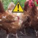 Comment savoir si mes poules ont des parasites ?