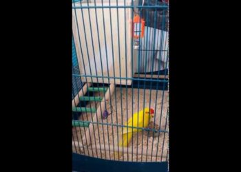 Comment savoir si mon Kakariki est heureux ?