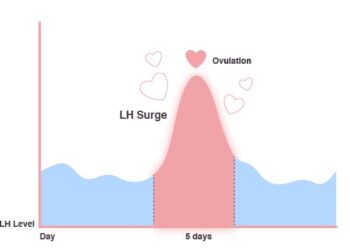 Comment savoir si mon aquarium est bien oxygène ?