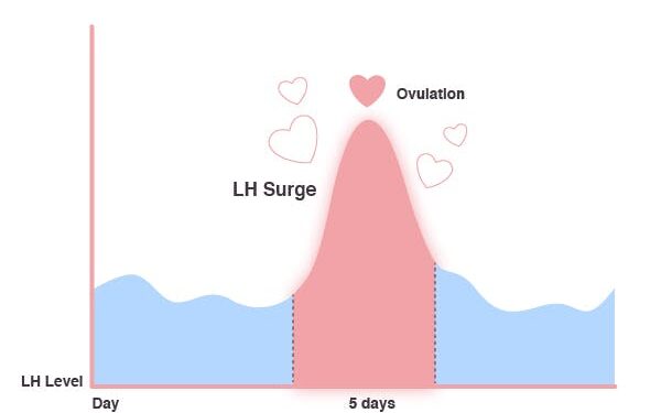 Comment savoir si mon aquarium est bien oxygène ?