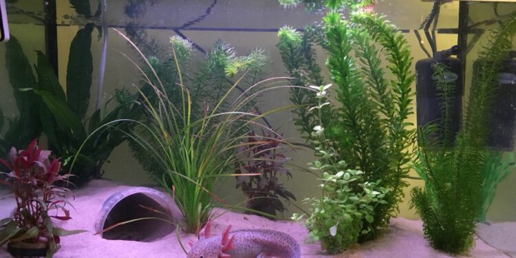 Comment savoir si mon axolotl est heureux ?