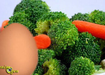 Comment savoir si mon canari mue ?