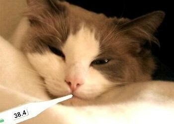 Comment savoir si mon chat à froid ?