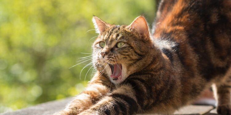 Comment savoir si mon chat est heureux avec moi ?