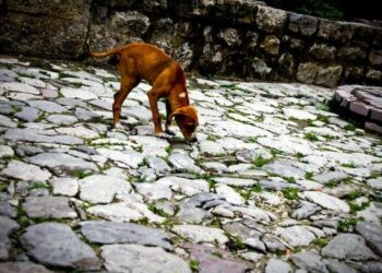 Comment savoir si mon chien a avalé un caillou ?