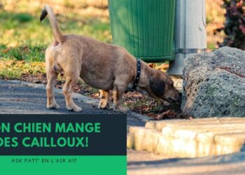 Comment savoir si mon chien a avalé un caillou ?