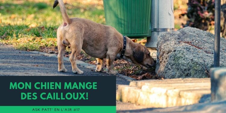 Comment savoir si mon chien a avalé un caillou ?
