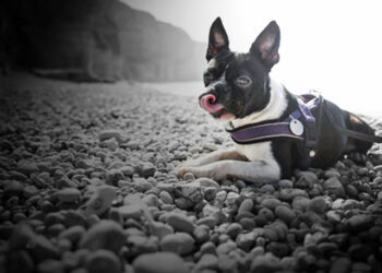 Comment savoir si mon chien a avalé un caillou ?