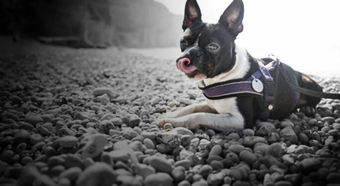 Comment savoir si mon chien a avalé un caillou ?