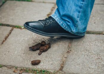 Comment savoir si mon chien a des vers ?