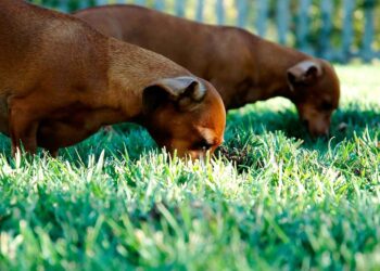 Comment savoir si mon chien a une occlusion intestinale ?