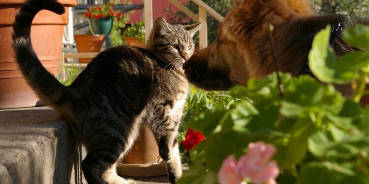 Comment savoir si mon chien a une occlusion intestinale ?